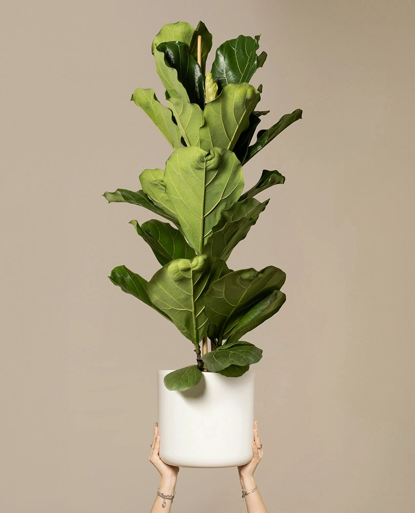 Indoor Fiddle Leaf Fig Plant