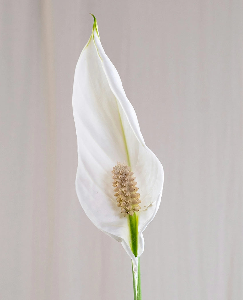 Peace Lily Indoor Plant