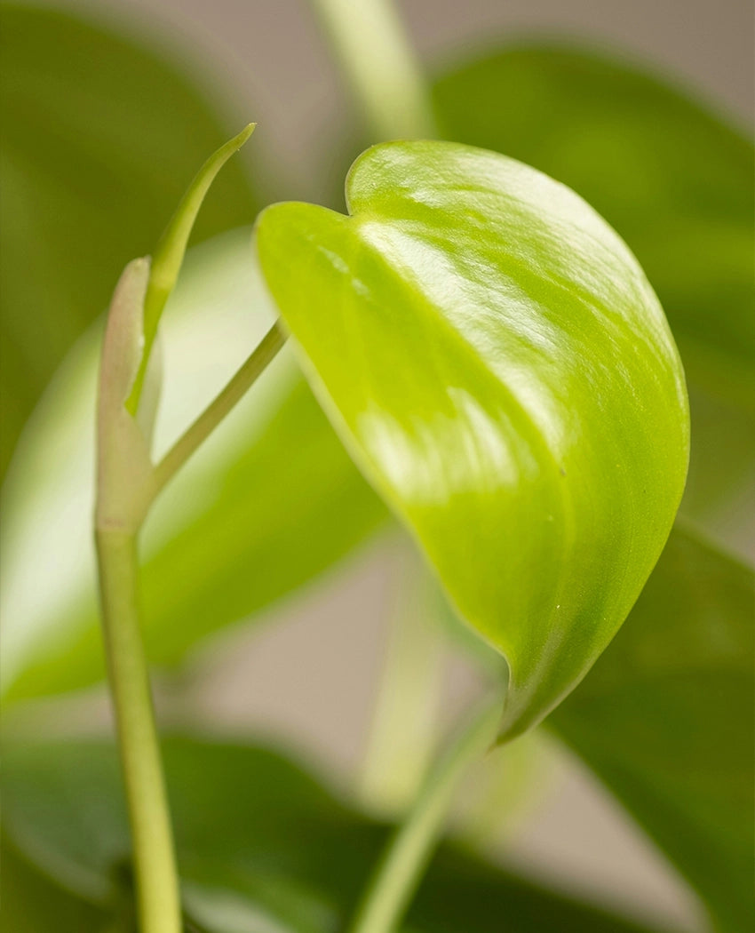 Heartleaf Philodendron Plant