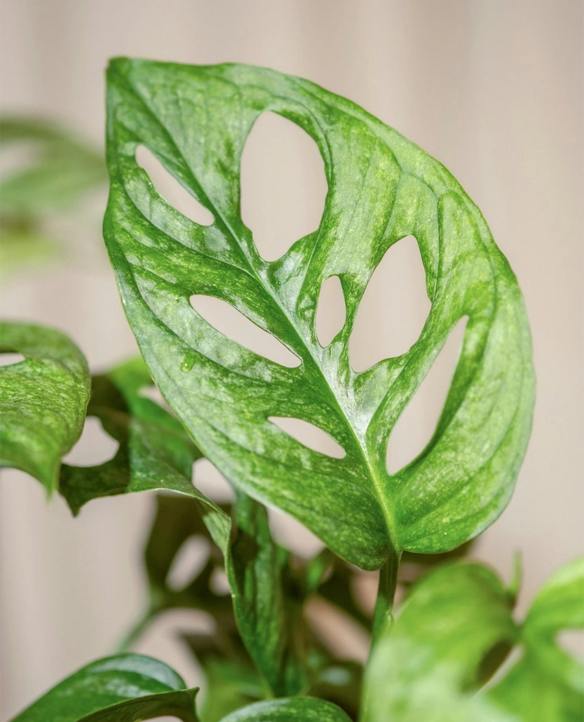 Monstera Adansonii Indoor Plant