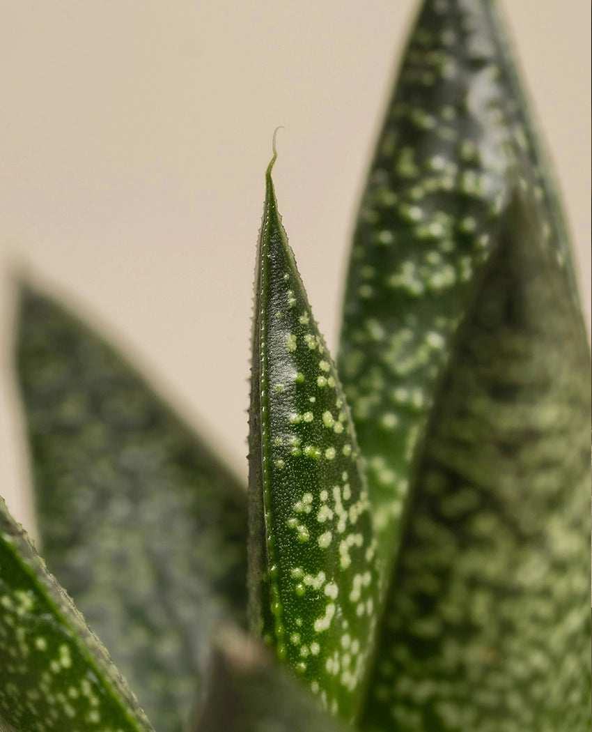 Elegant Tropical Indoor Plant