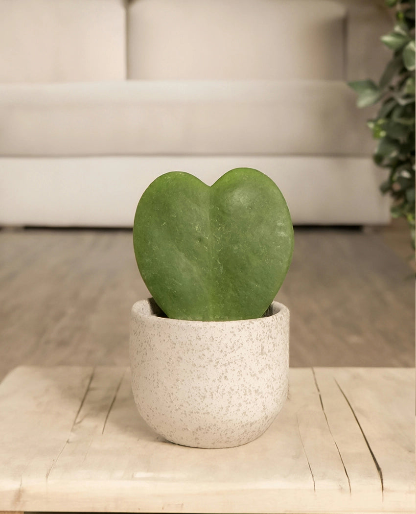 Heart Shaped Succulent Plant