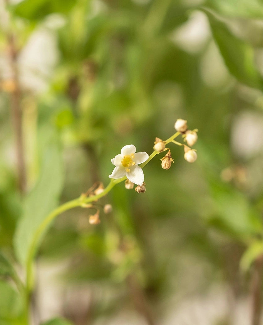 White Flower Accent Plant