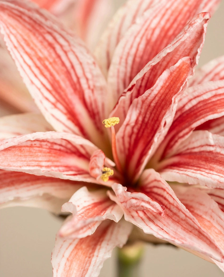 Amaryllis Bulb Sprouting Plant