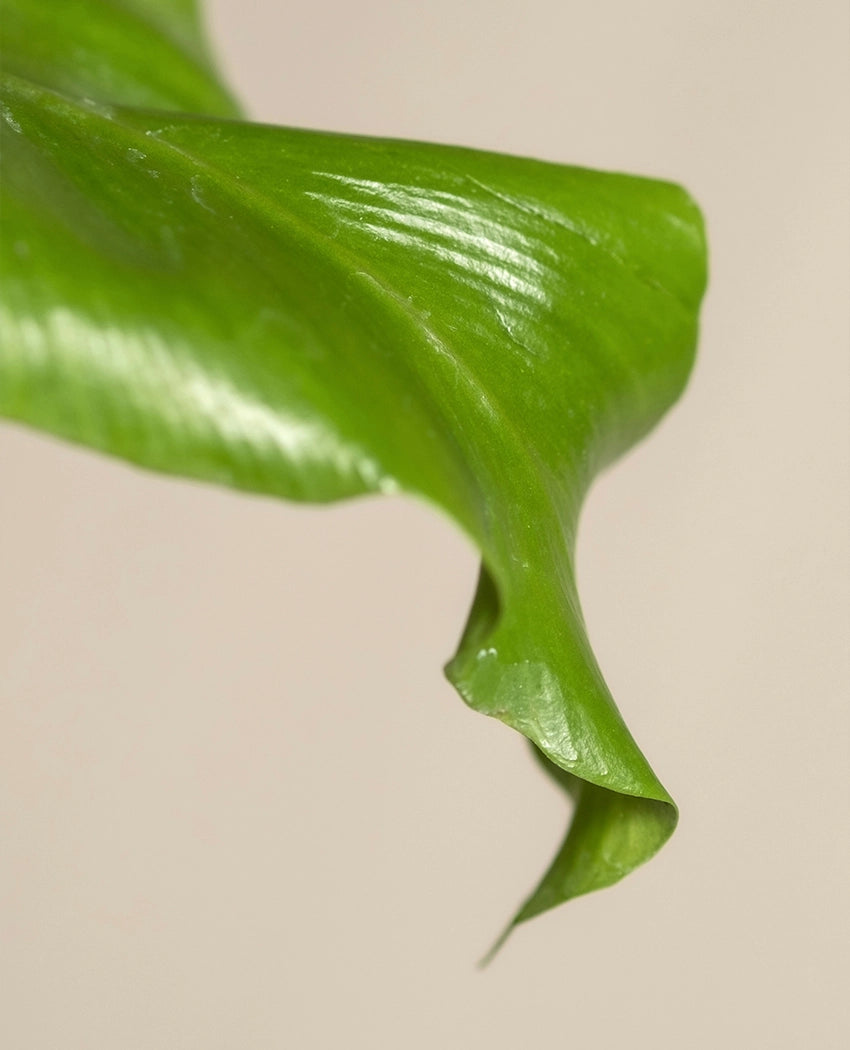 Fresh Green Fern Plant