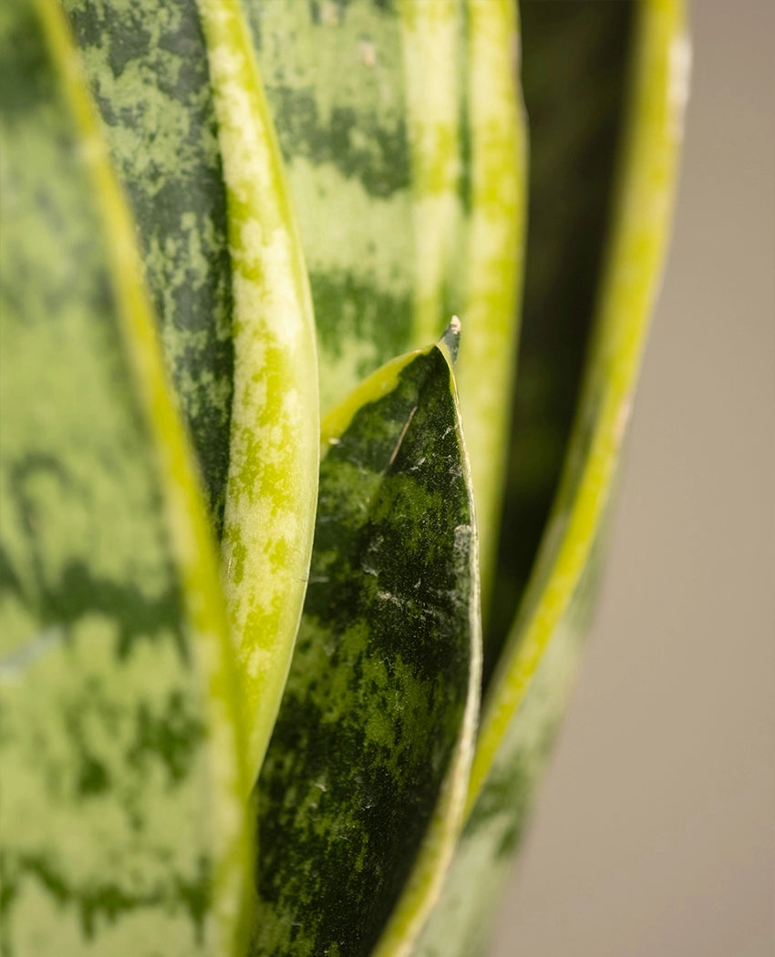 Snake Plant Decorative Pot