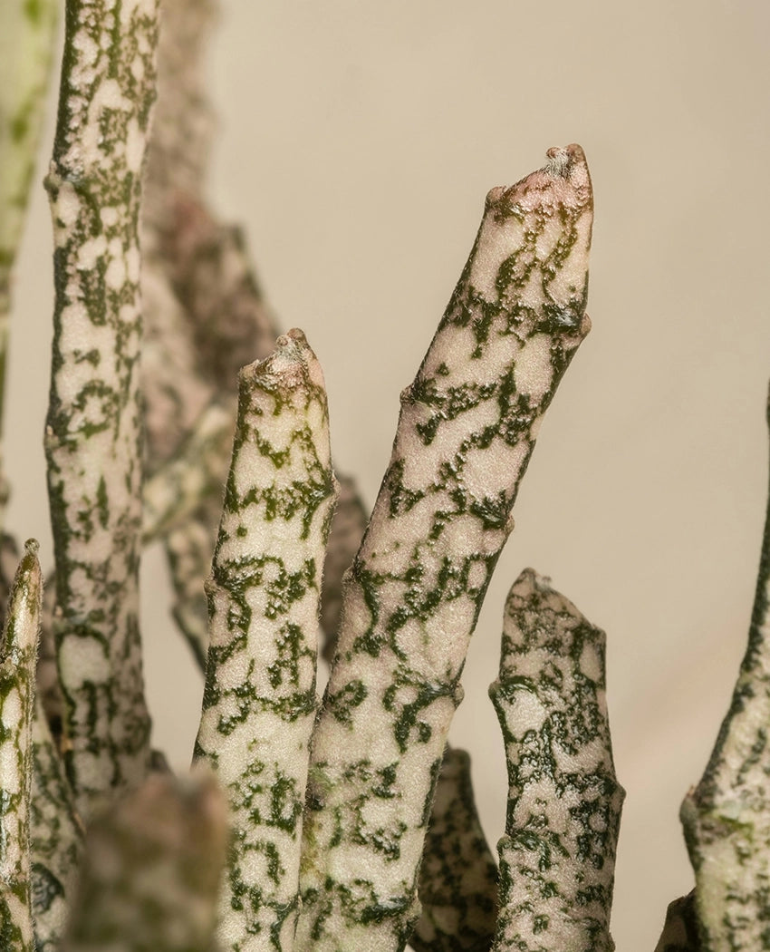 Exotic Speckled Cactus Plant
