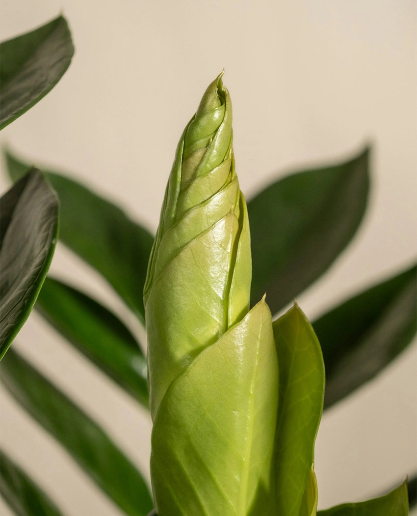 Zamioculcas Indoor House Plant