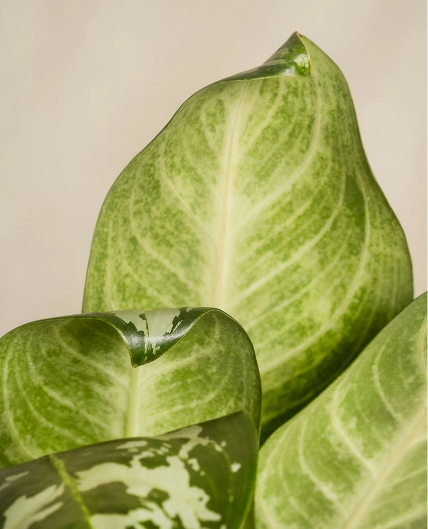 Dieffenbachia Indoor Potted Plant