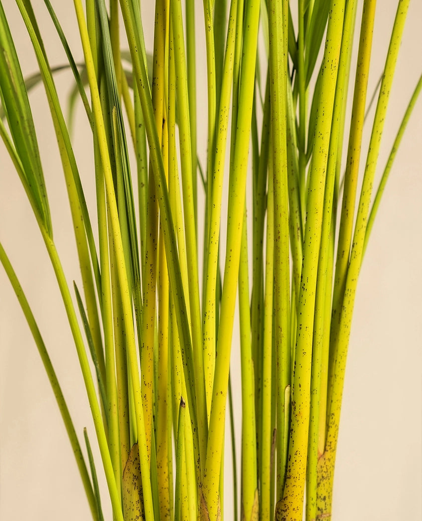 Areca Palm Indoor Plant