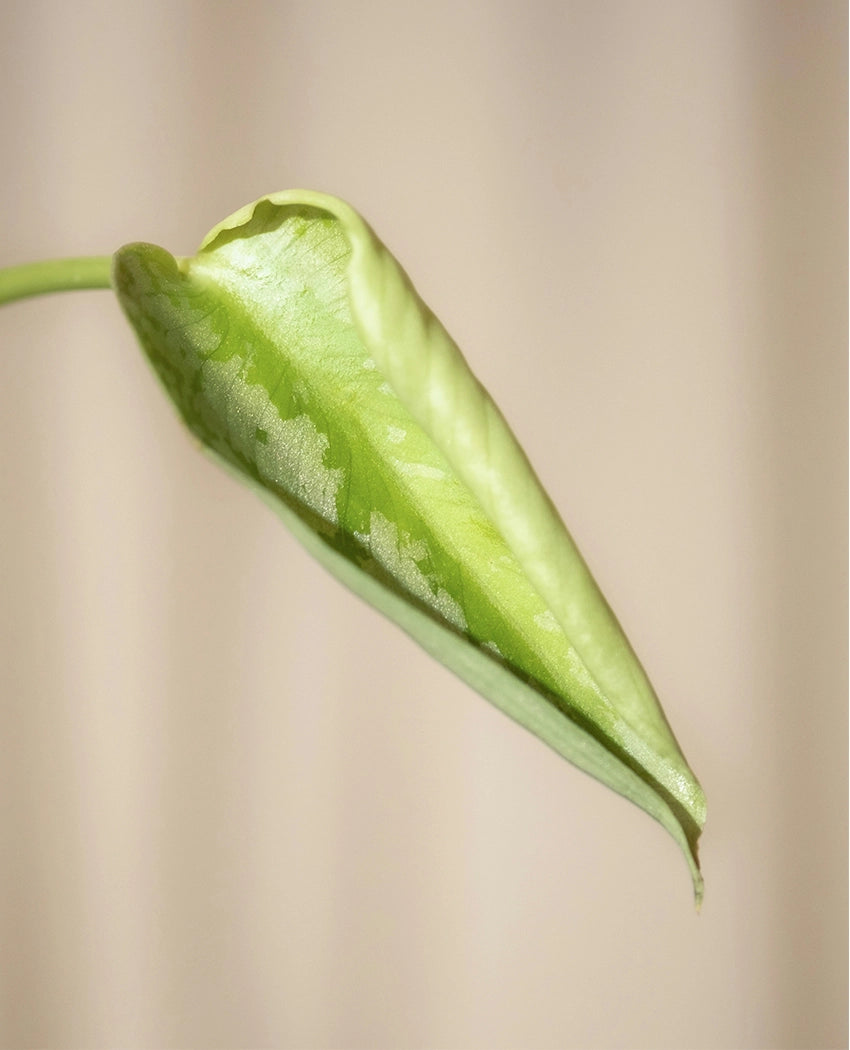 Syngonium Three Kings Plant