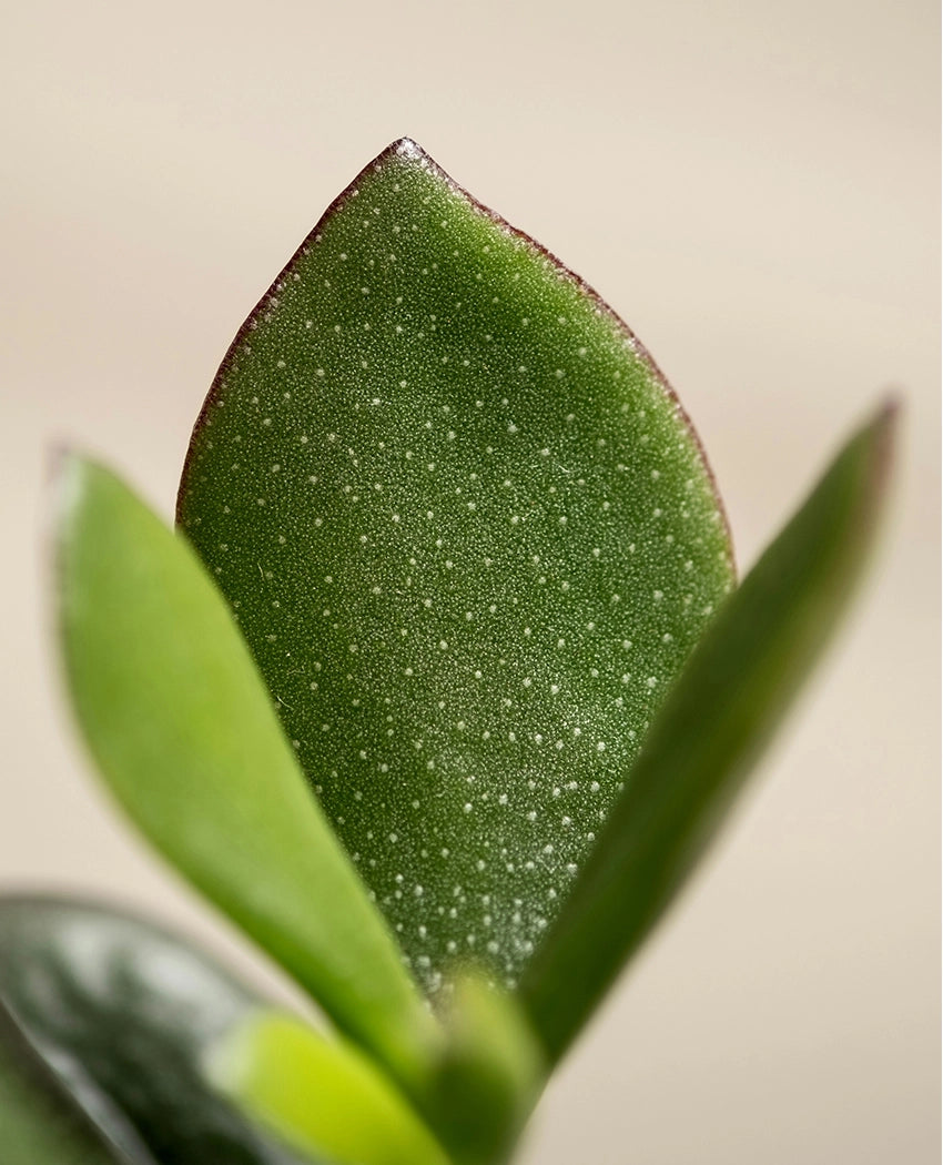 Lucky Jade Succulent In Pot