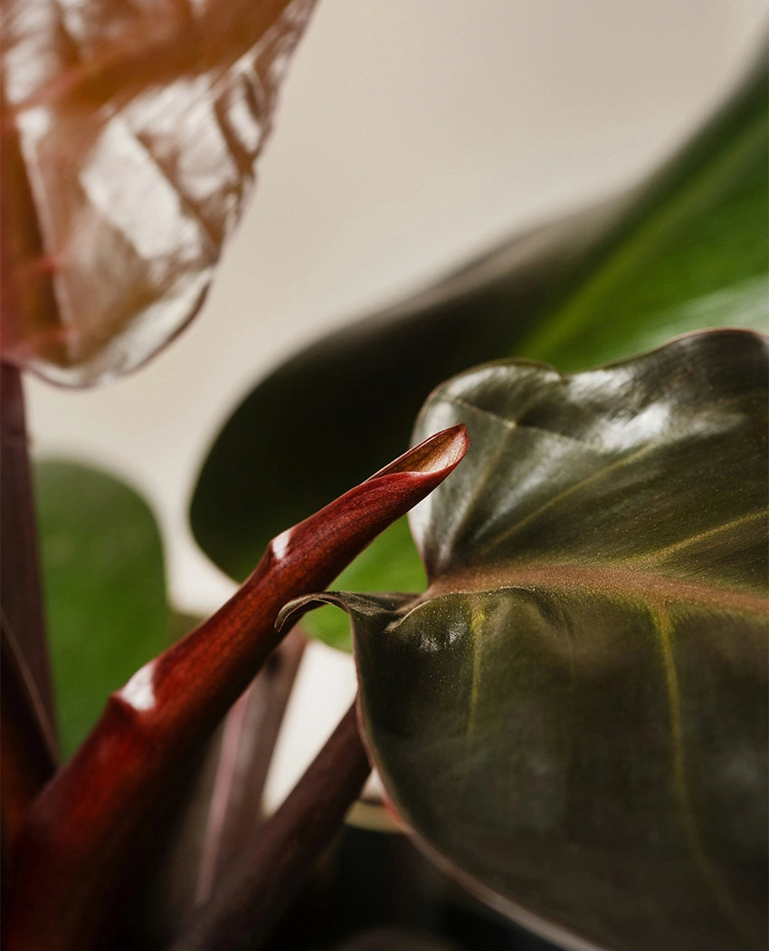 Philodendron Congo Plant