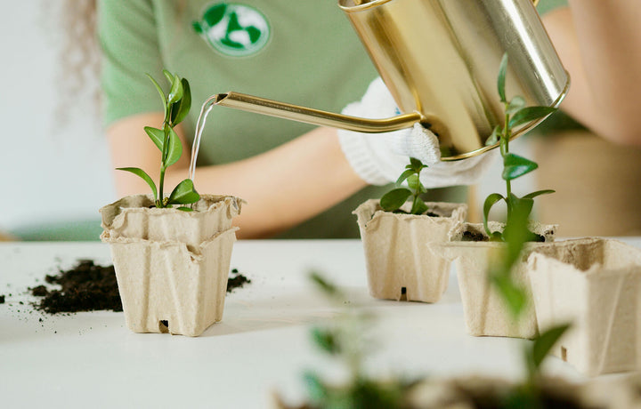 Nurturing Growth: Essential Watering Tips For Healthy Plants