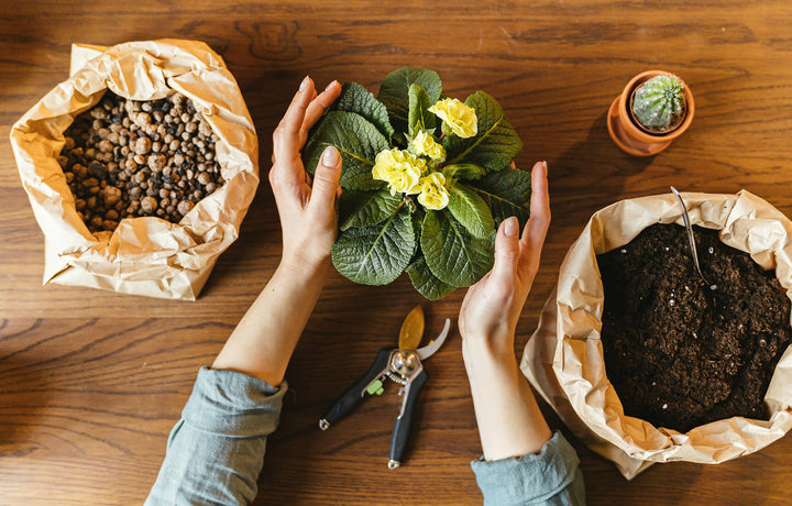 Discover The Best Soil Secrets For Patio Plants