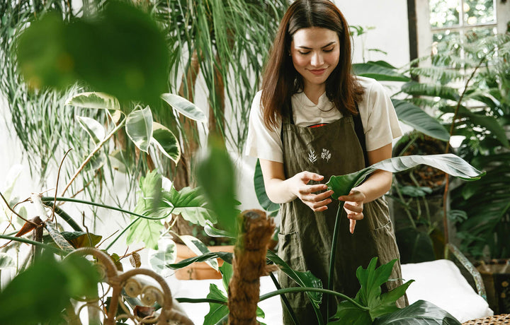 Mastering Houseplant Care: A Scientific Approach