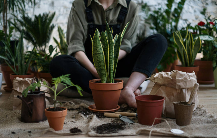 The Essential Steps For Healthy Plant Repotting