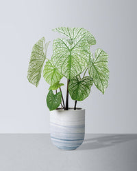 Air Purifying Plants