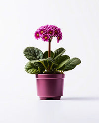 Blooming Plant