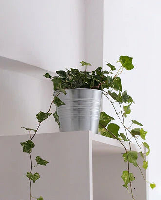 Climbing Plants