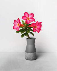 Drought Tolerant Plants
