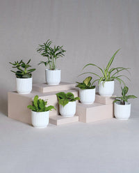 Indoor Plants