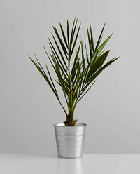 Pet Friendly Plants