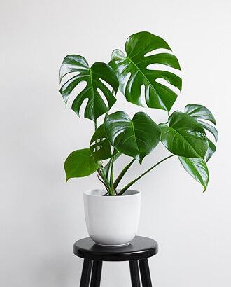 Philodendron Plant