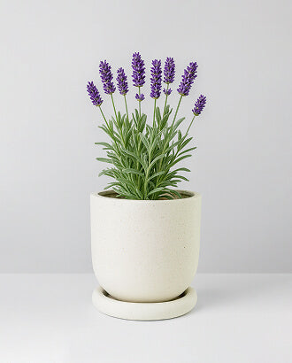 Pollinator-Friendly Plants