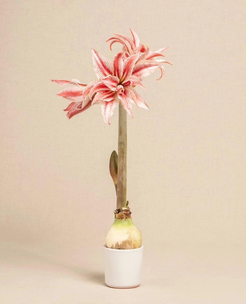 Amaryllis Bulb Sprouting Plant