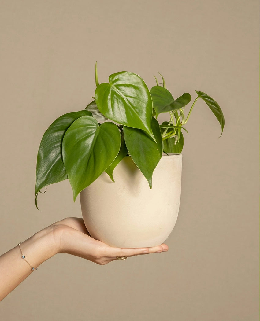 Heartleaf Philodendron Plant
