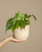 Heartleaf Philodendron Plant