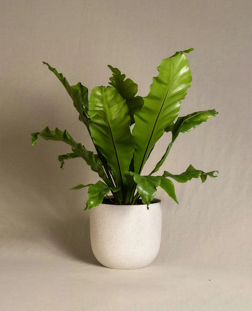 Fresh Green Fern Plant
