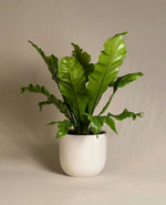 Fresh Green Fern Plant
