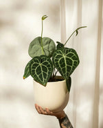 Velvet Anthurium Leaf Plant