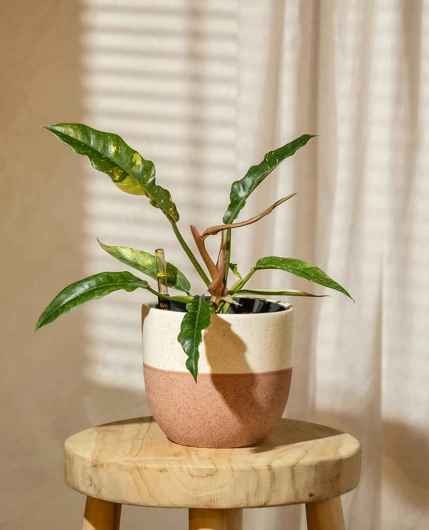 Curly Leaf Philodendron Plant