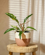 Curly Leaf Philodendron Plant