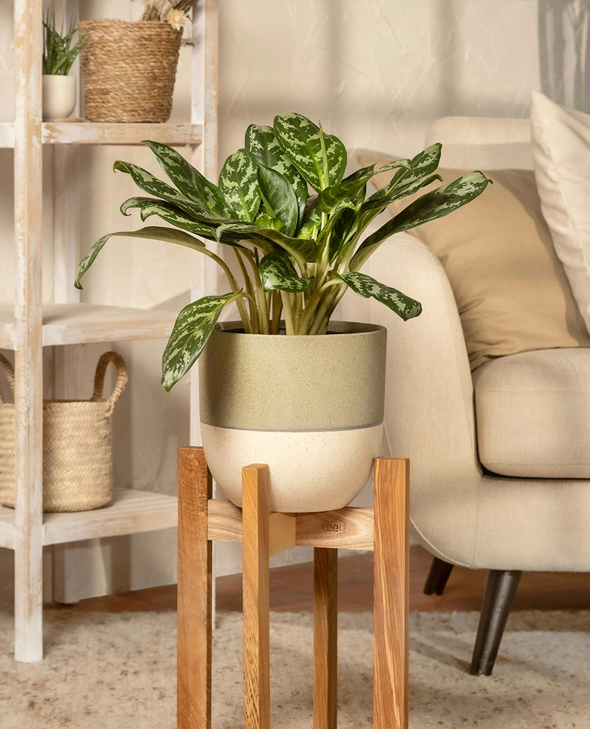 Dieffenbachia Indoor Potted Plant