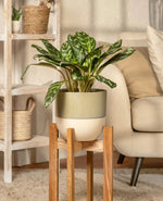Dieffenbachia Indoor Potted Plant