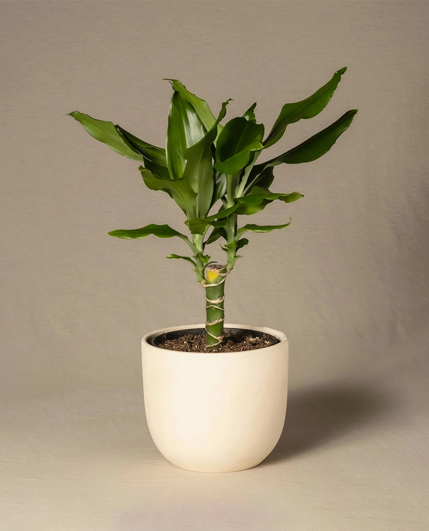 Lucky Bamboo Indoor Plant