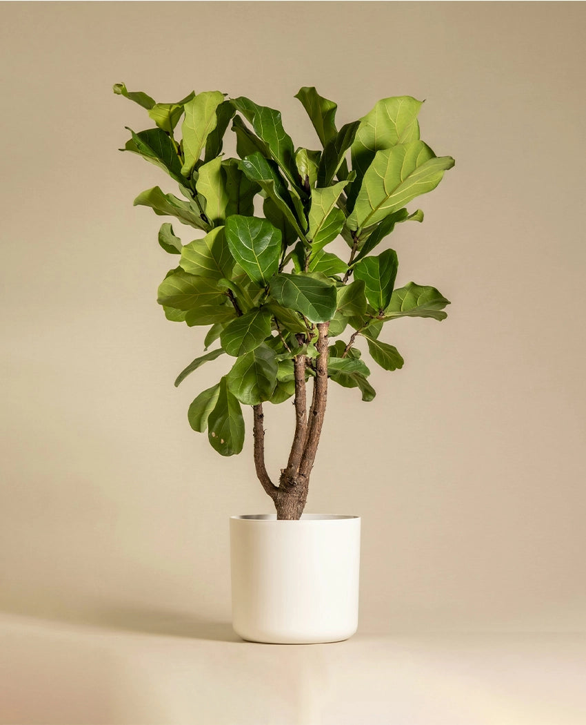 Indoor Fiddle Leaf Fig Plant