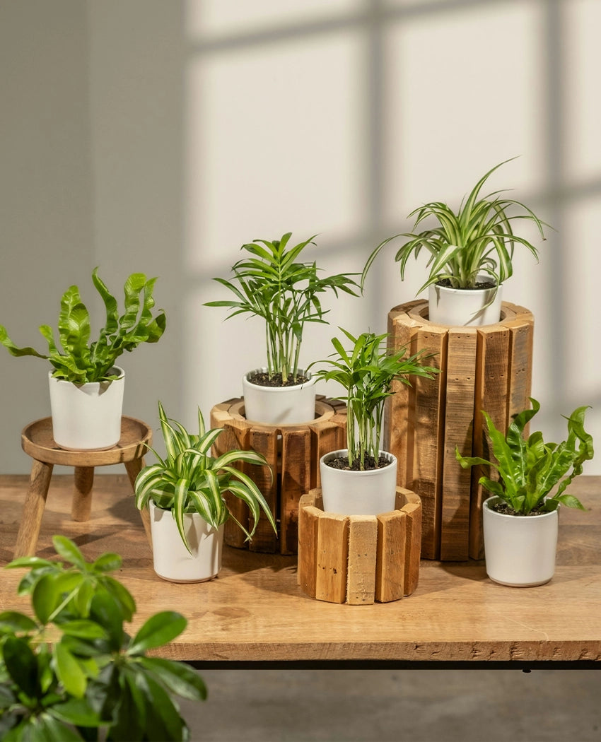 Air Purifying Plant Bundle