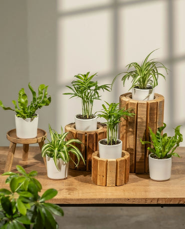 Air Purifying Plant Bundle