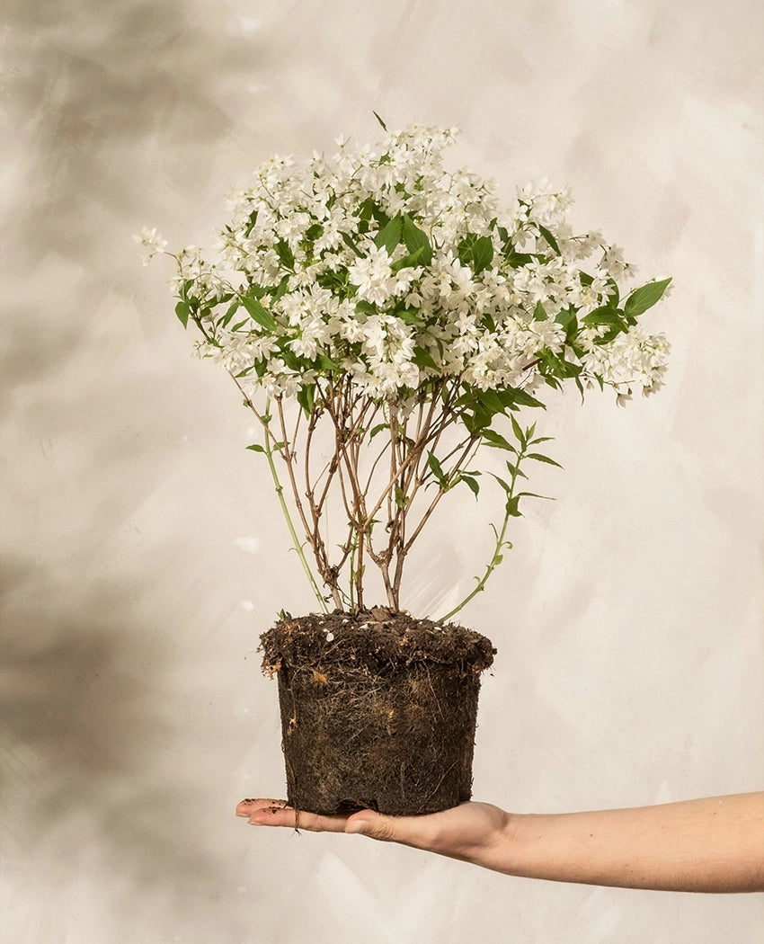 White Flower Accent Plant