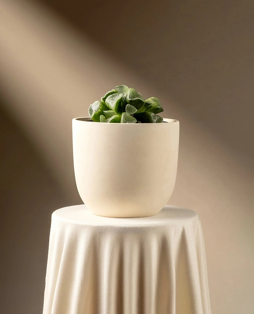 Mini Transparent Succulent