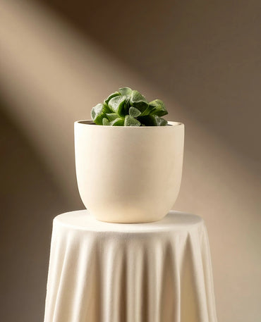 Mini Transparent Succulent