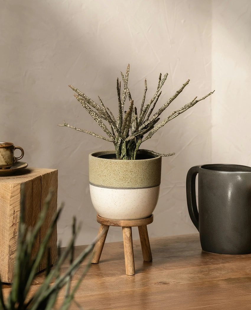 Exotic Speckled Cactus Plant