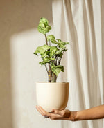 Syngonium Three Kings Plant