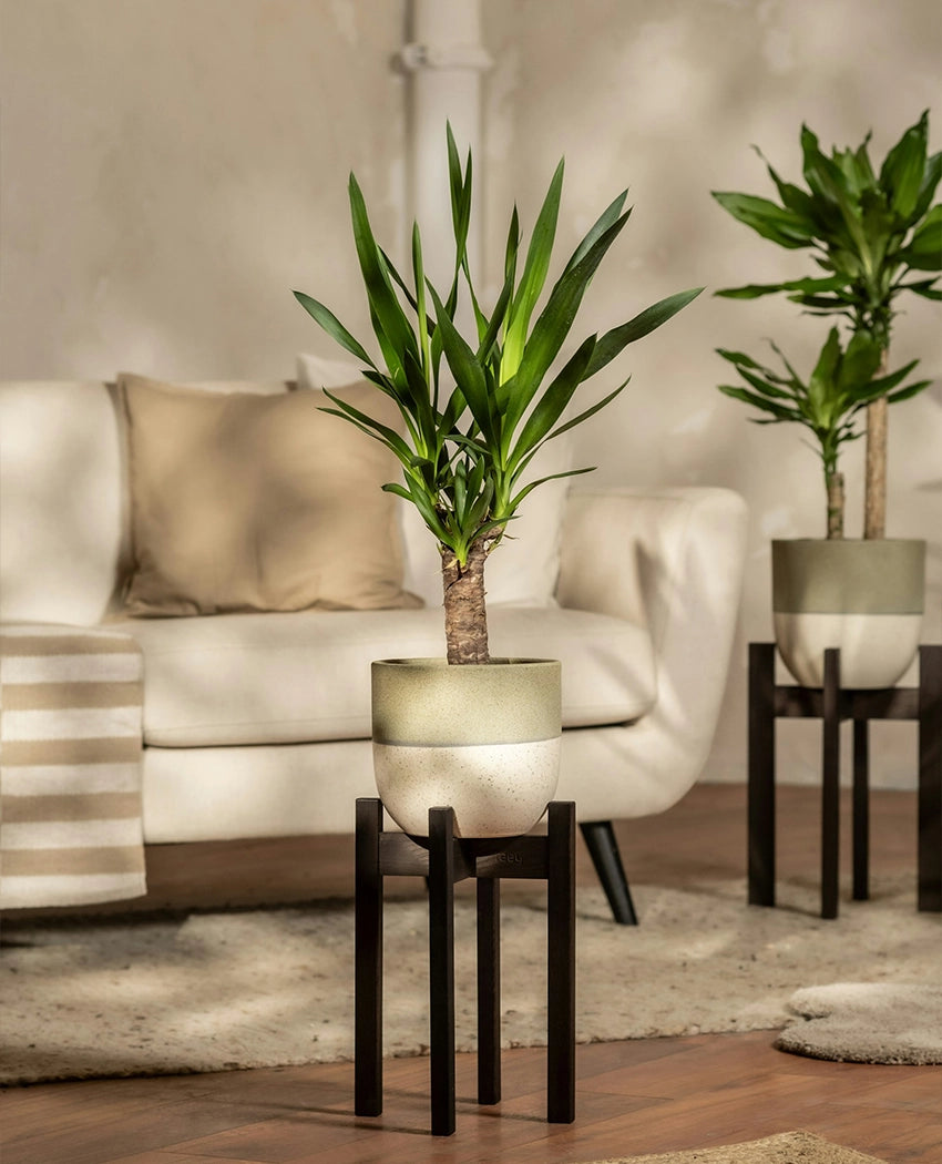 Potted Yucca Cane Tree
