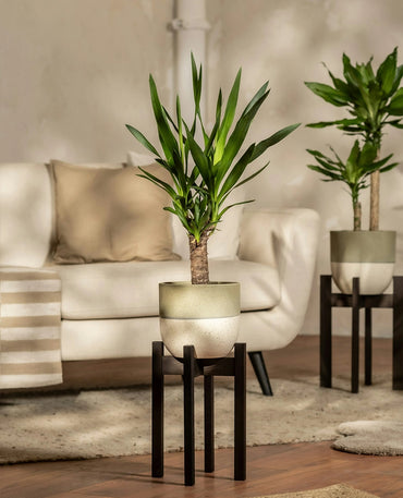 Potted Yucca Cane Tree
